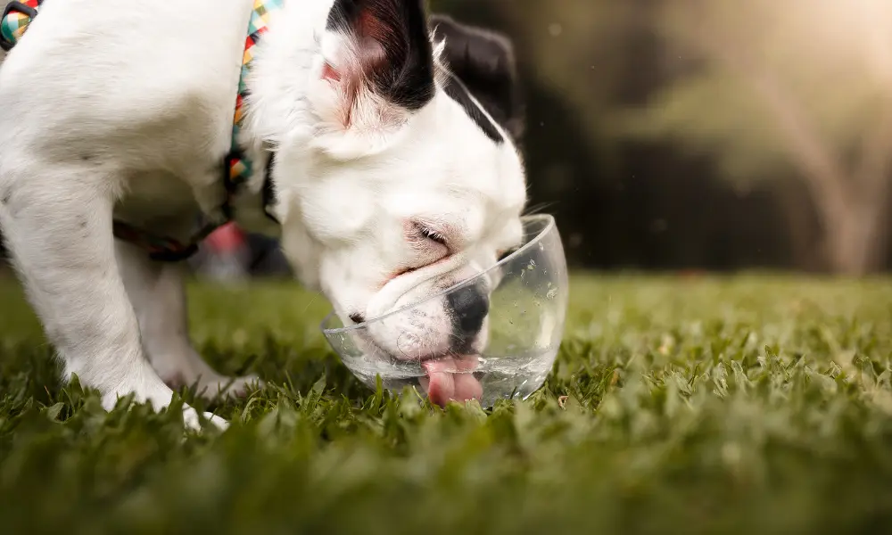 My Dog Drinking So Much Water?