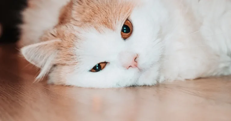 Dehydrated cat