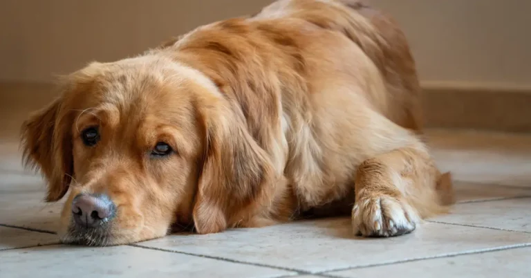 Sick dog