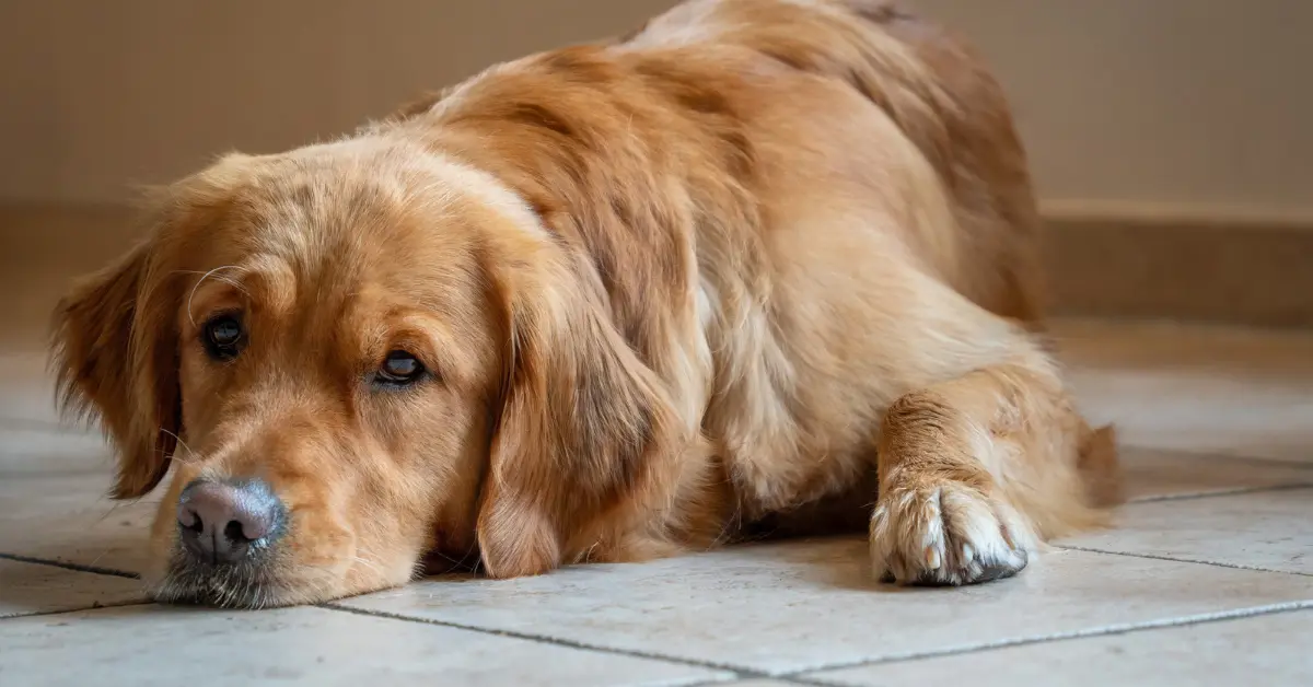 Sick dog