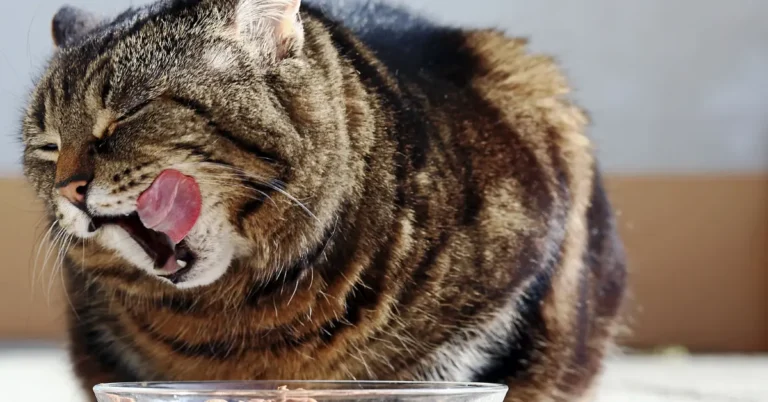 Best Diet for Cats