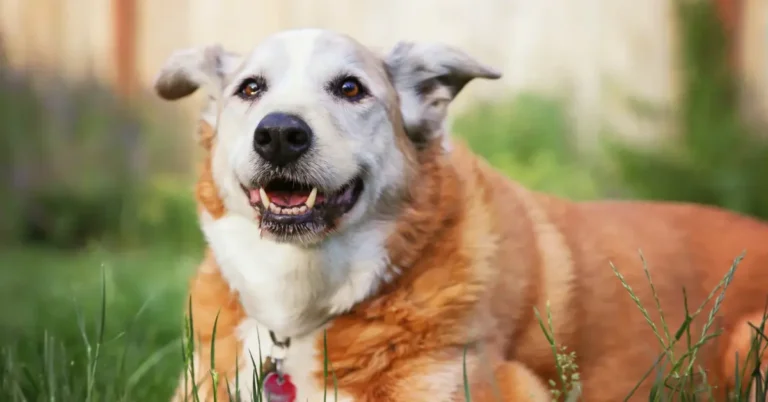 Senior dog care guide