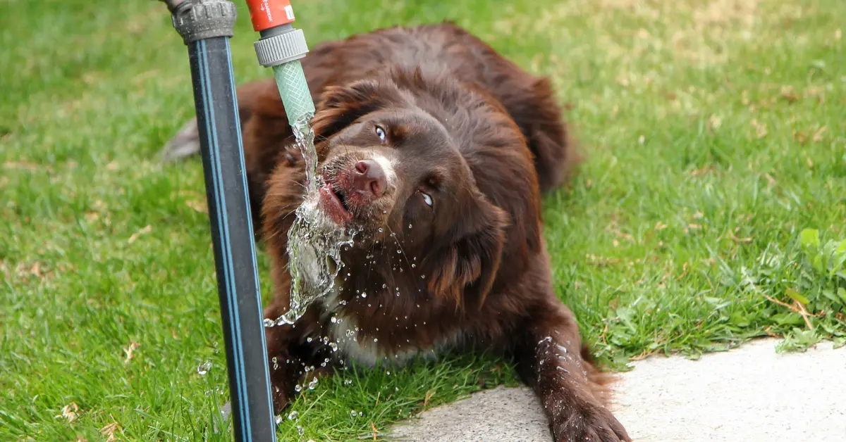 Dog Drinking So Much Water