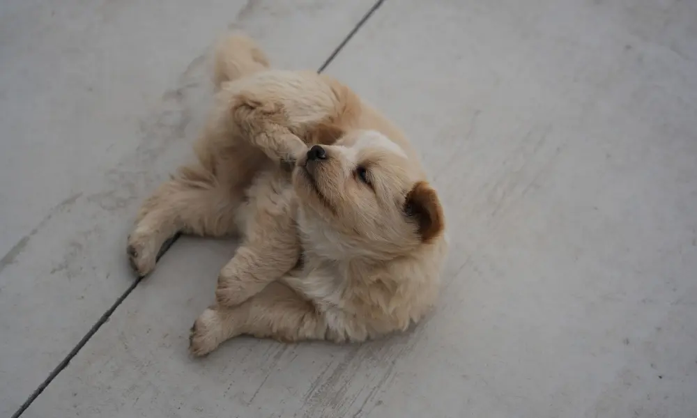 Dog is itchy