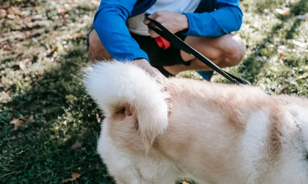 Dog is itchy