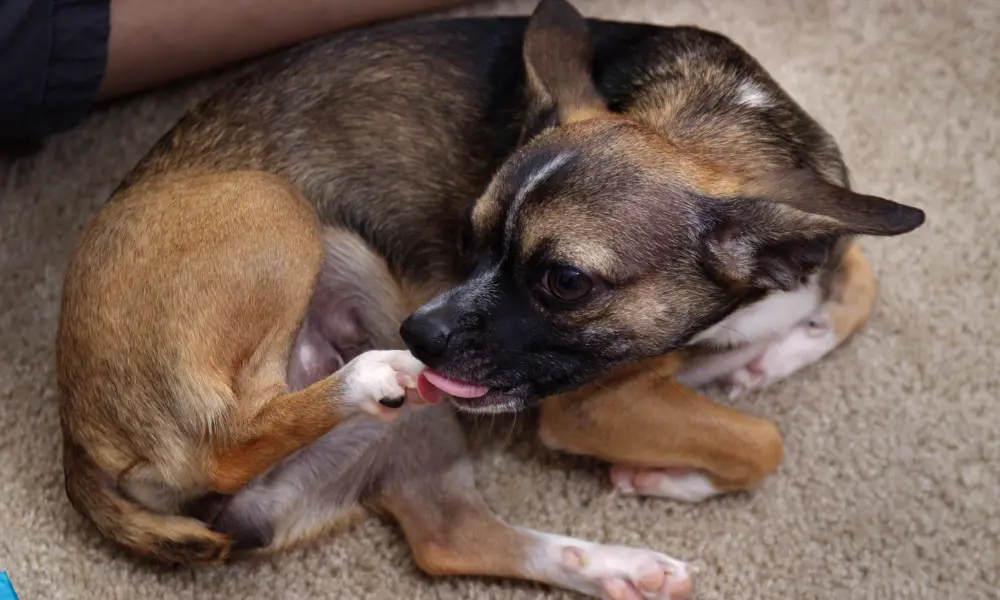 Dog Licking Paws