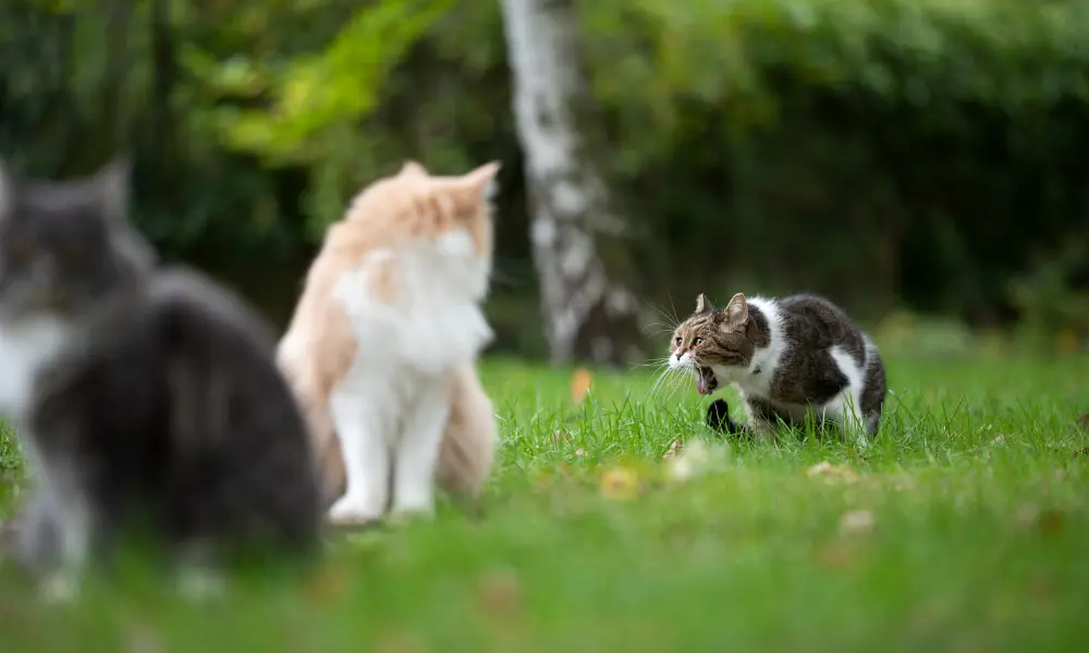 Why Is My Cat Throwing Up?
