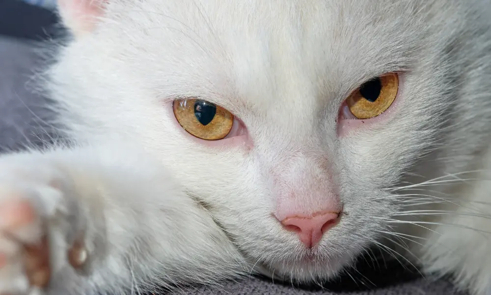 Why Is My Cat Throwing Up?
