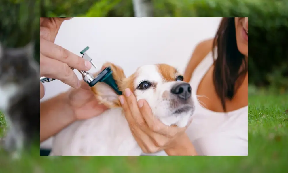 Dog ear infections