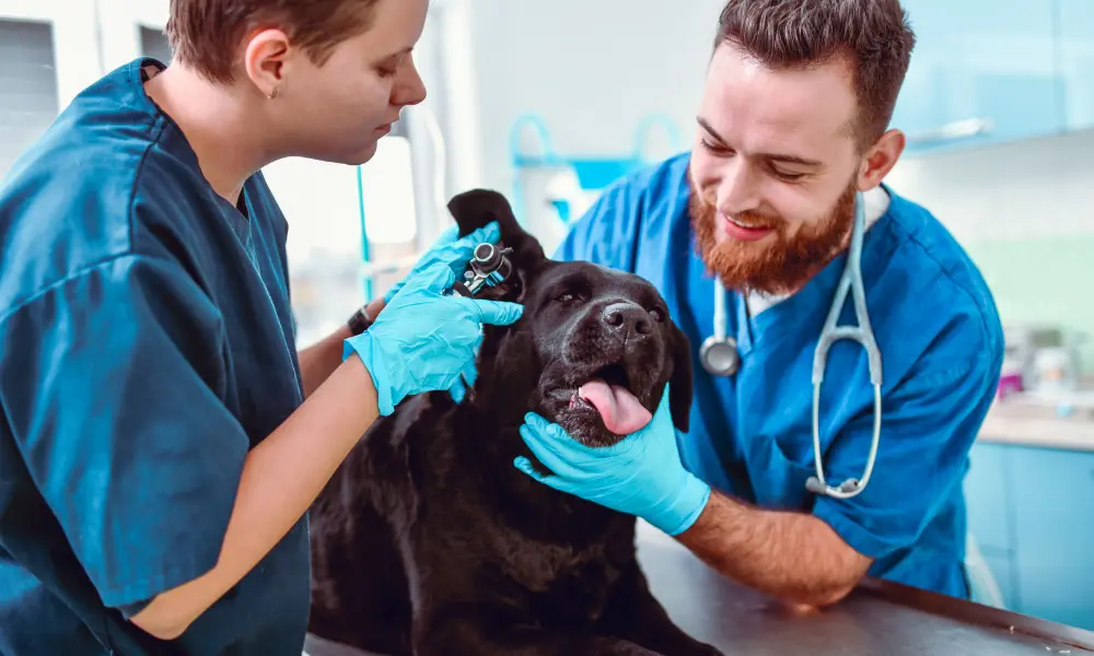 Dog ear infections