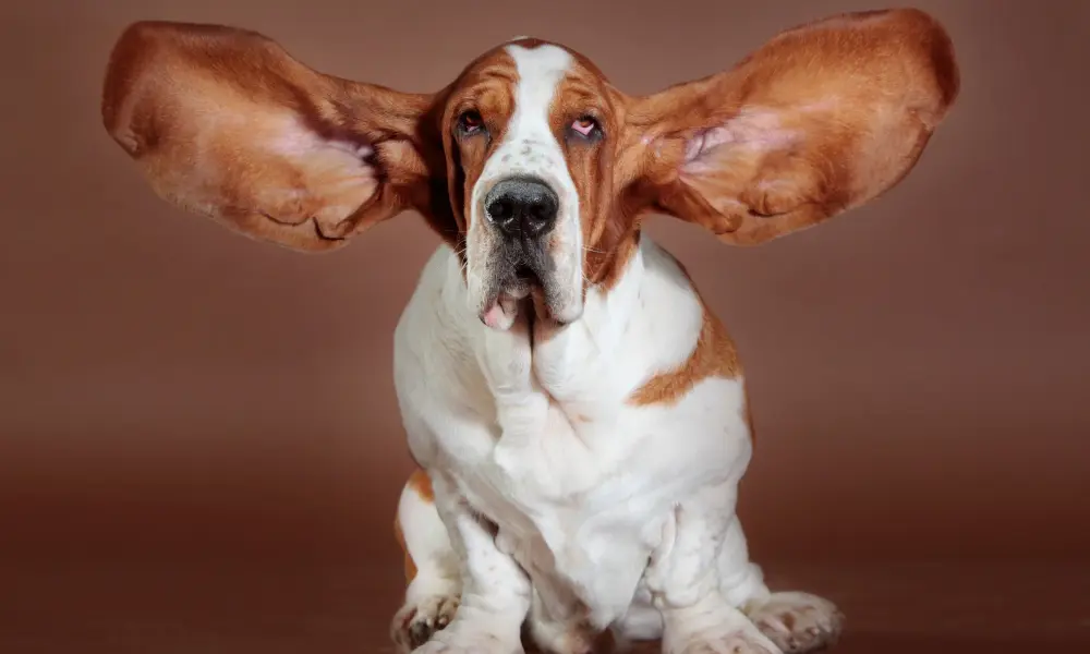 Dog ear infections