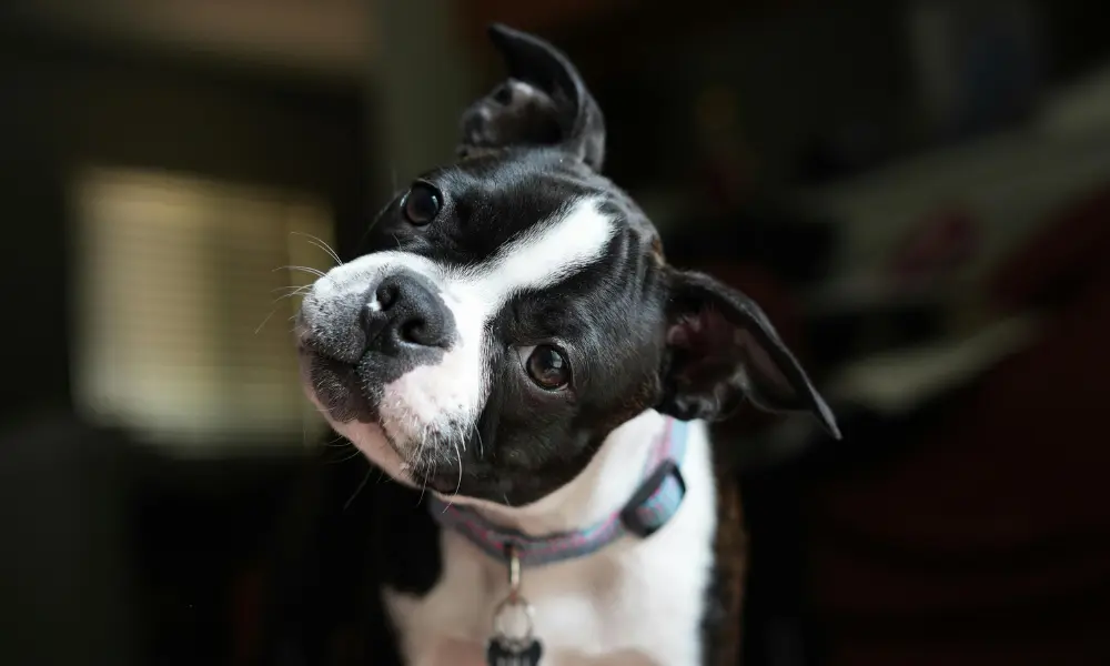 Dog ear infections 