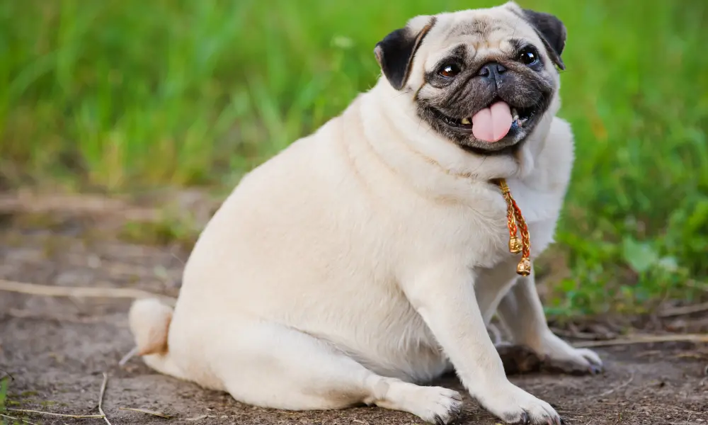 Overweight dog