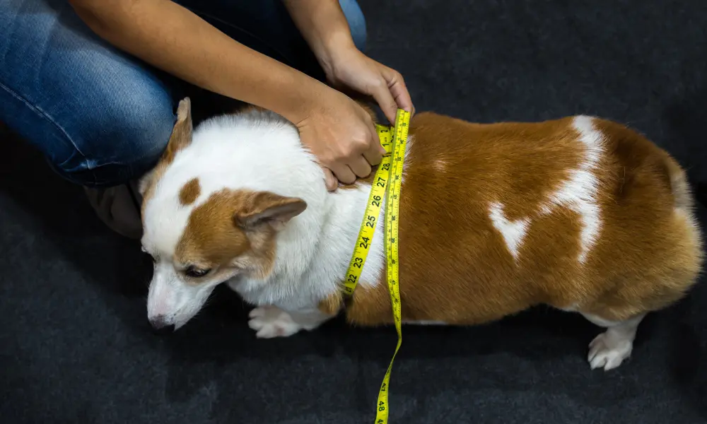 Dog overweight 