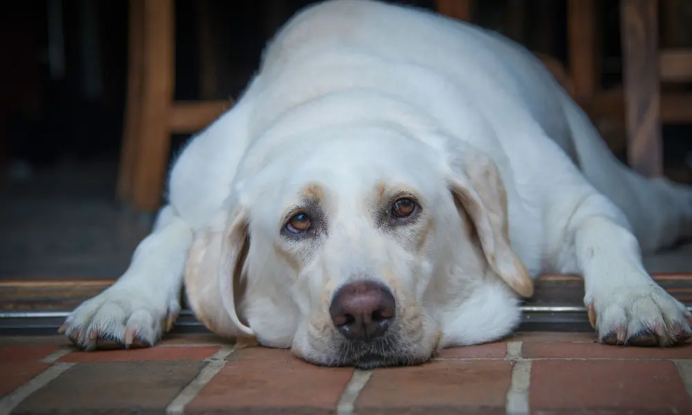 Dog overweight 