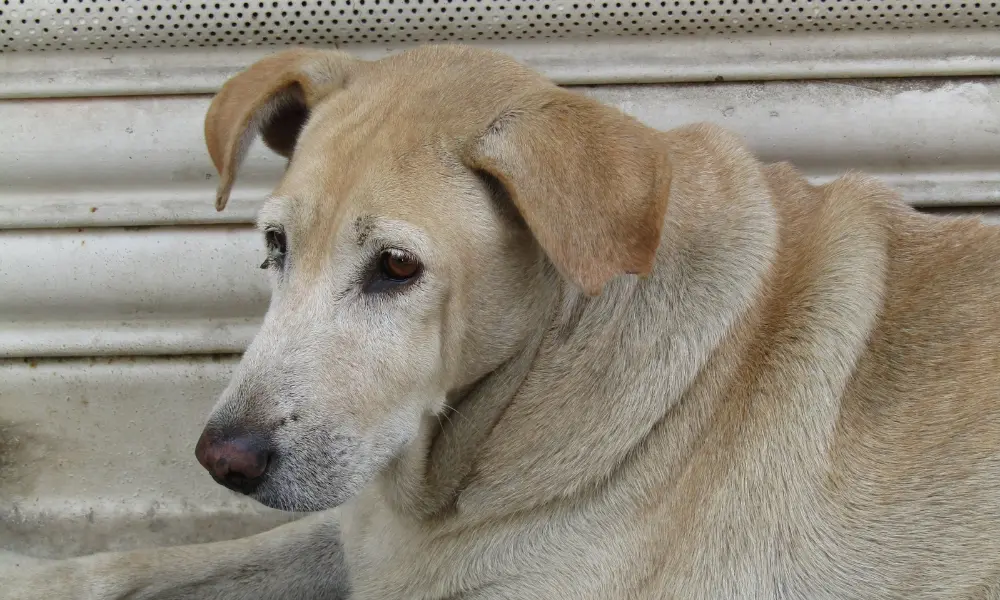 Dog overweight 