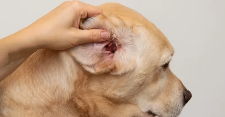 Dog ear infections