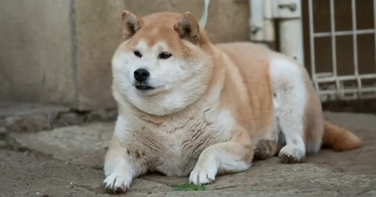 Dog Overweight