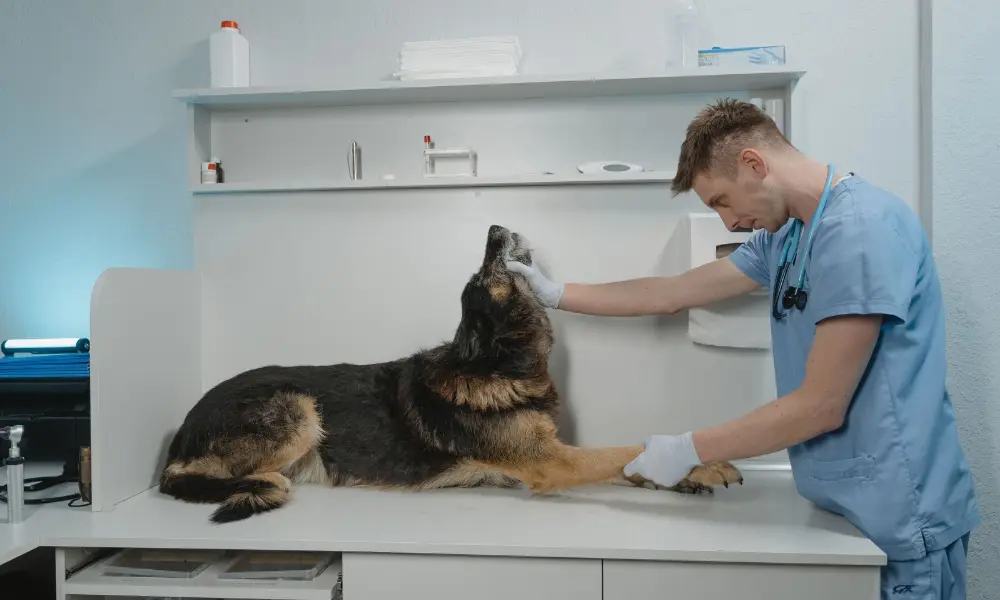 Screwworm in Dogs