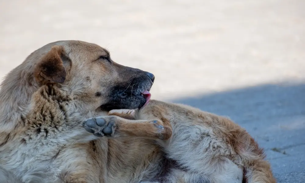 Screwworm in Dogs
