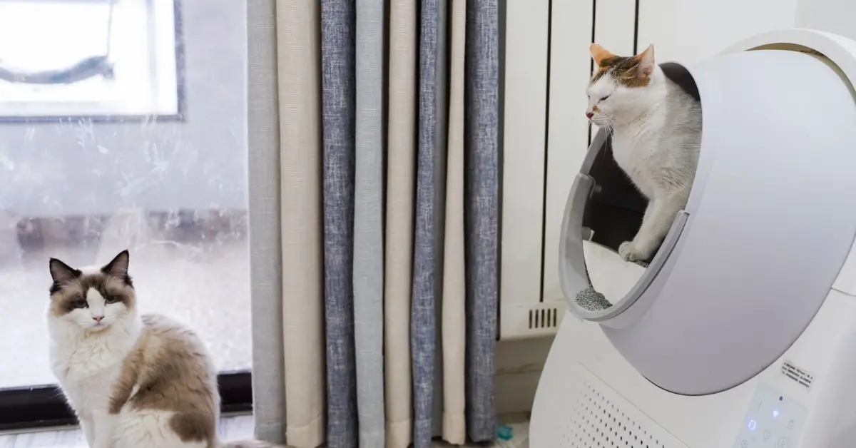 Are Automatic Litter Boxes Safe for Cats?