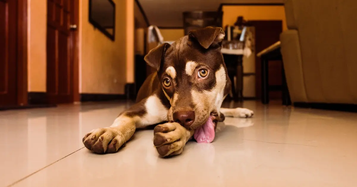Screwworm in Dogs