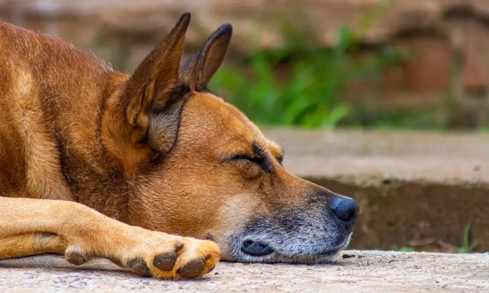 Why Is My Dog Suddenly Sleeping More?