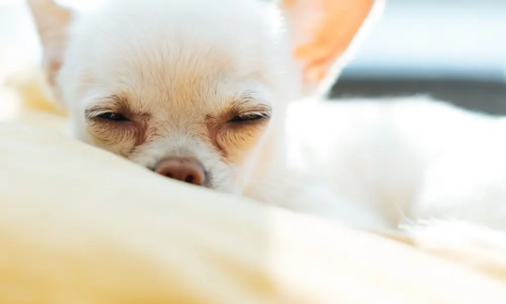 Why Is My Dog Suddenly Sleeping More?