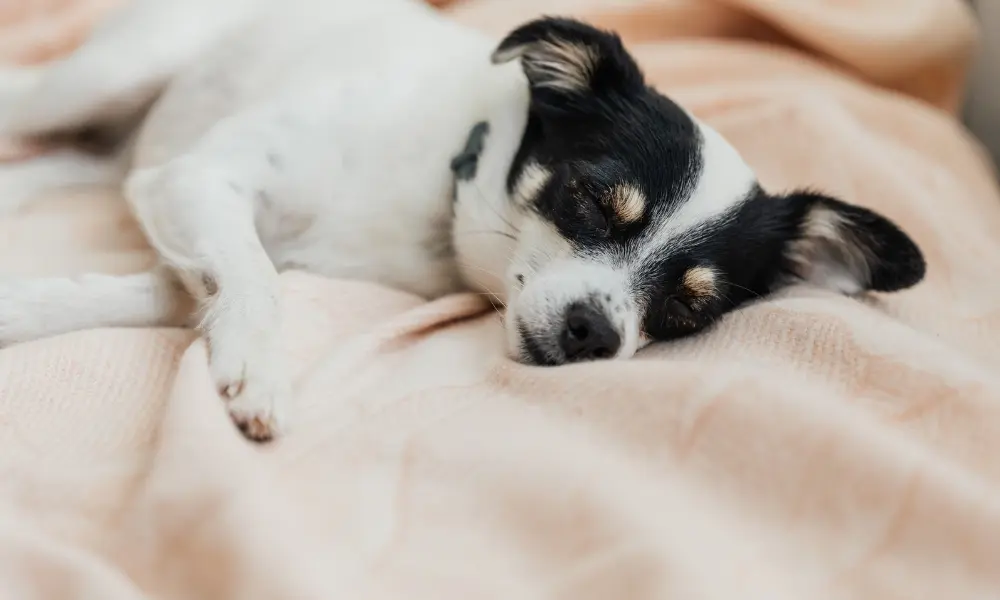Why Is My Dog Suddenly Sleeping More?
