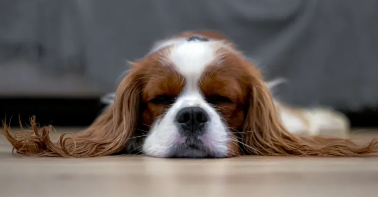 Why Is My Dog Suddenly Sleeping More?